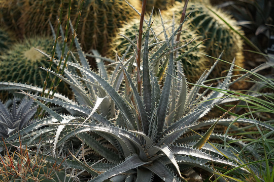 仙人掌热带植物
