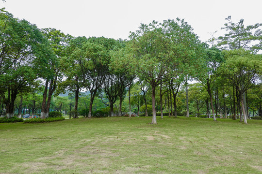 公园绿化树