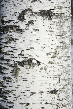 白桦树皮纹理