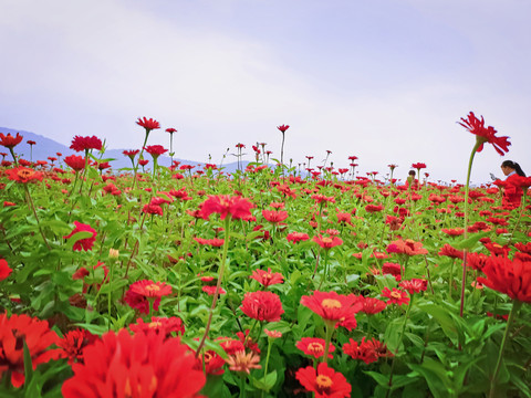 花海