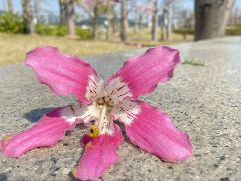 樱花木棉花