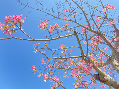 樱花木棉