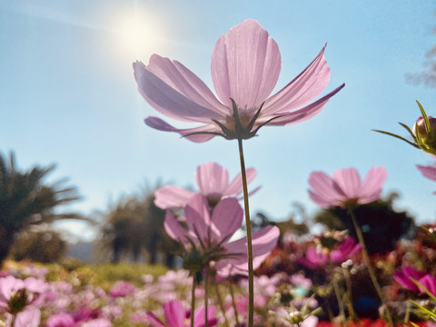 逆光格桑花