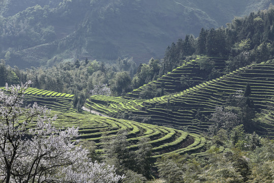 逆光蜿蜒茶山自然景观