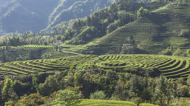 逆光蜿蜒茶山自然景观