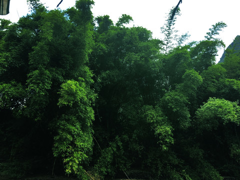户外茂密的树林风景图片
