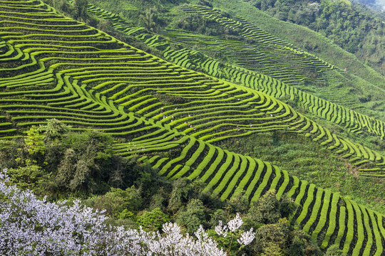 蜿蜒生态茶山采茶