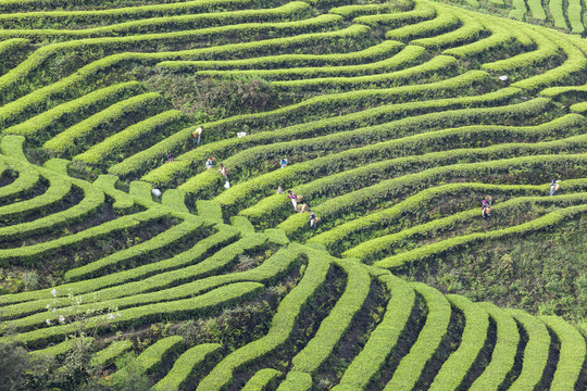 蜿蜒生态茶山采茶