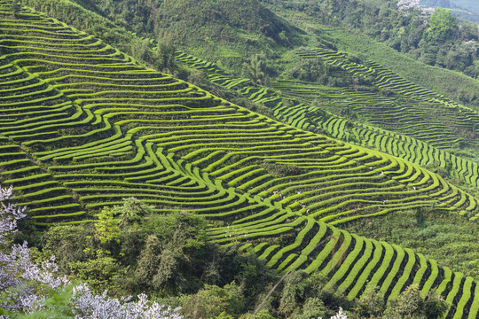 蜿蜒茶山采茶人茶山风光