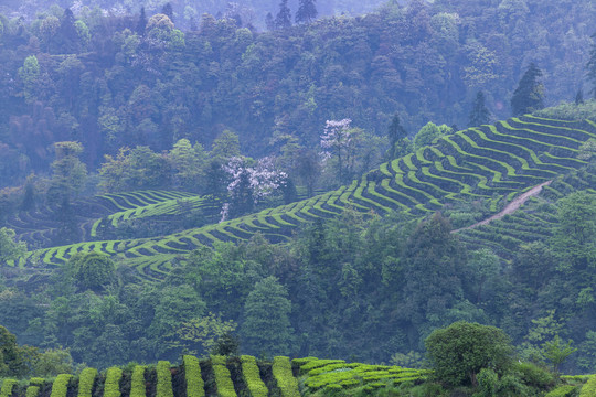 蜿蜒茶山自然景观