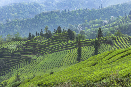 宜宾珙县鹿鸣茶山自然景观