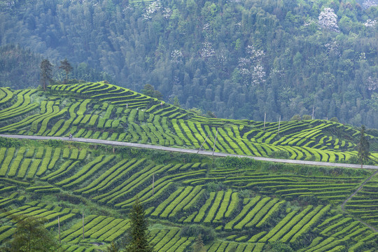 宜宾珙县鹿鸣茶山自然景观