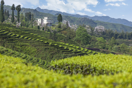 宜宾珙县鹿鸣茶山自然景观