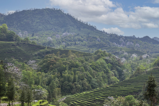 宜宾珙县鹿鸣茶山自然景观