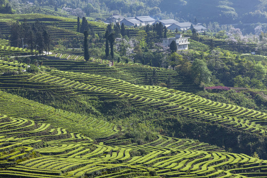 蜿蜒茶山自然景观