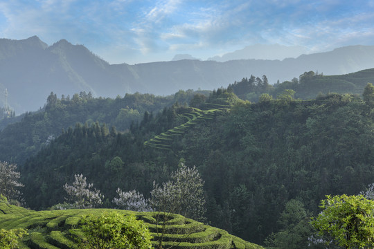 宜宾珙县鹿鸣茶场茶山风光