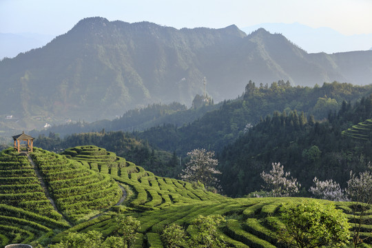 宜宾珙县鹿鸣茶场茶山风光