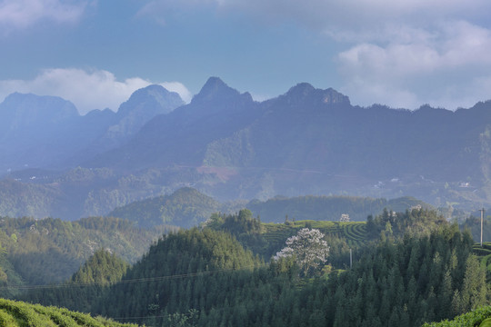 宜宾珙县鹿鸣茶场茶山风光