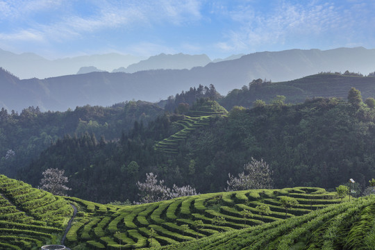 宜宾珙县鹿鸣茶场茶山风光