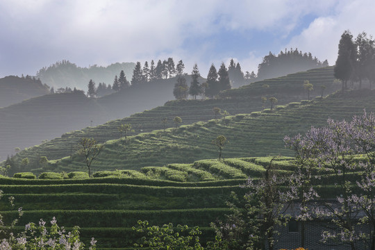 宜宾珙县鹿鸣茶场茶山风光