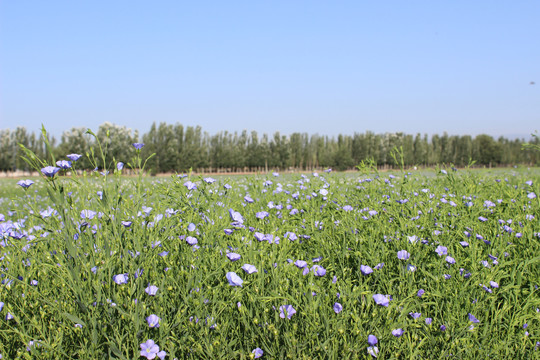 亚麻花胡麻花