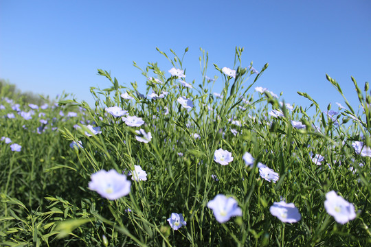 亚麻花胡麻花