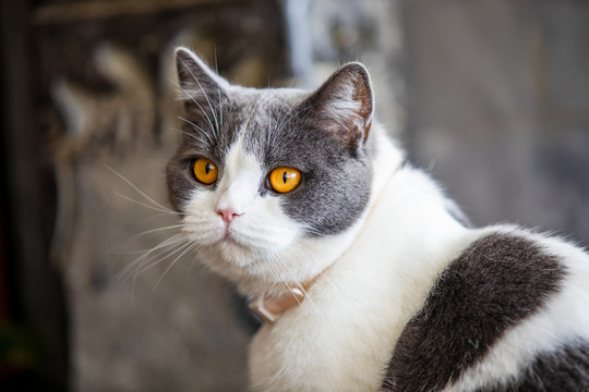 猫咪