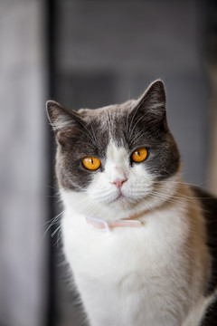 小猫咪