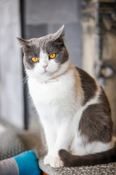 小猫咪