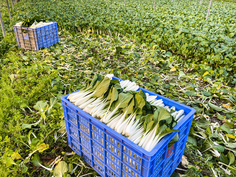 蔬菜采摘