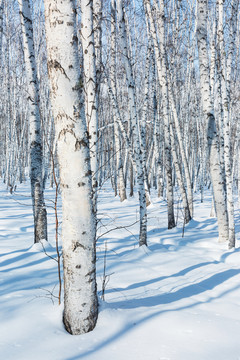 冬天雪原白桦树林