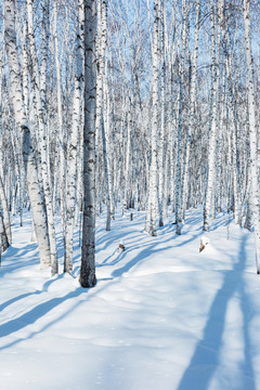 冬季白桦林森林积雪