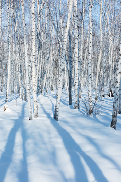 冬季白桦树林雪景