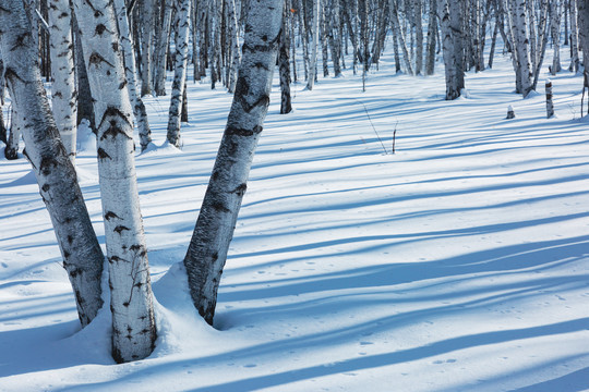 冬季森林树干雪地