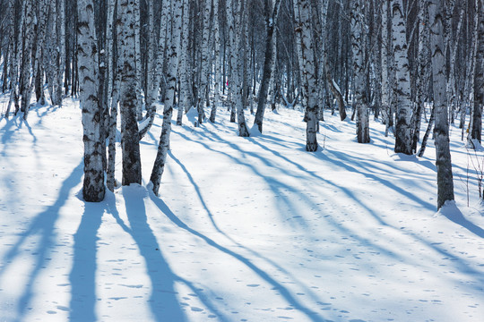 逆光雪地白桦林