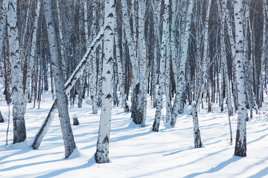 雪原白桦树林