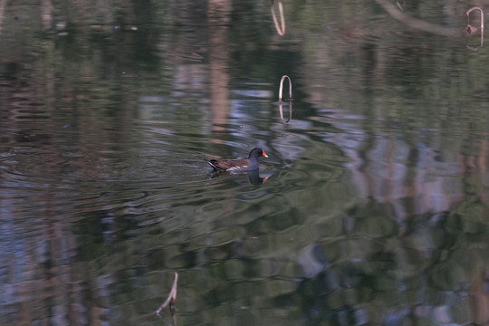 西湖里的黑水鸟