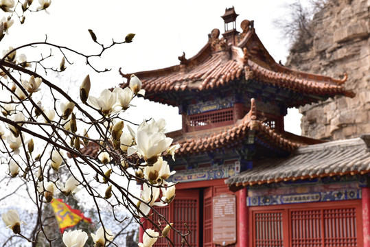 天桂山玉兰花