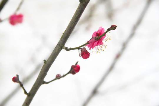 红梅在雪中绽放