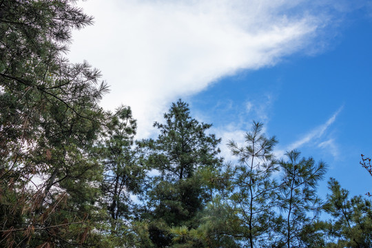 重庆巫山摩天岭蓝天白云和森林