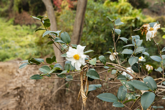 茶籽树