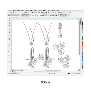 荸荠cdr矢量图