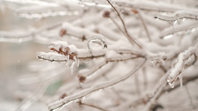 冰雪包裹的树枝