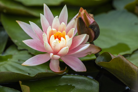 花和骨朵相依粉色睡莲花