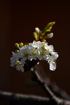 李花