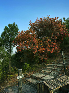 初秋公园山峰树林风景图片