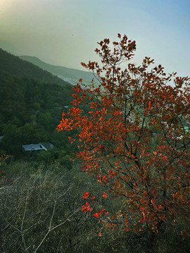 初秋时节山峰树林红叶树图片