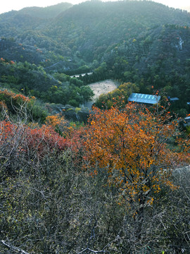 初秋山峰树林风景图片