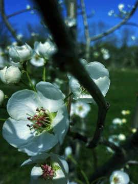 春日暖阳里盛开的梨花花朵图片