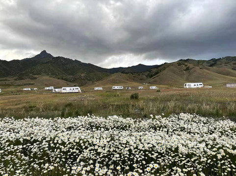 花草高山天空风景